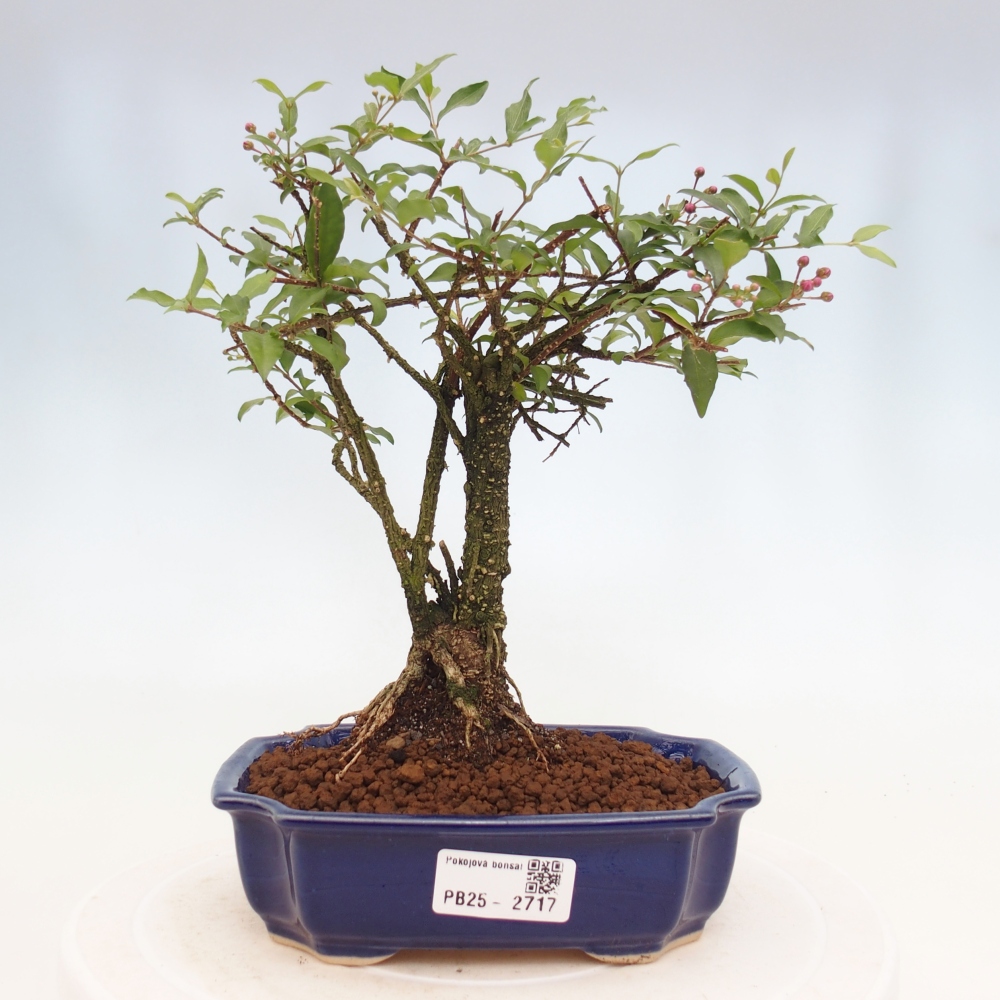 Room bonsai - Malpighia coccigera- Barbdorian cherry