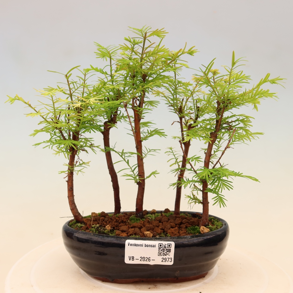 Outdoor Bonsai - Metasequoia glyptostroboides - Chinese Metasequoia - Grove
