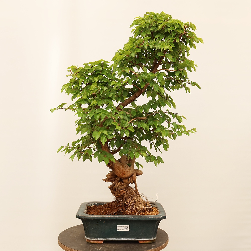 Outdoor bonsai - Carpinus Coreana - Korean hornbeam