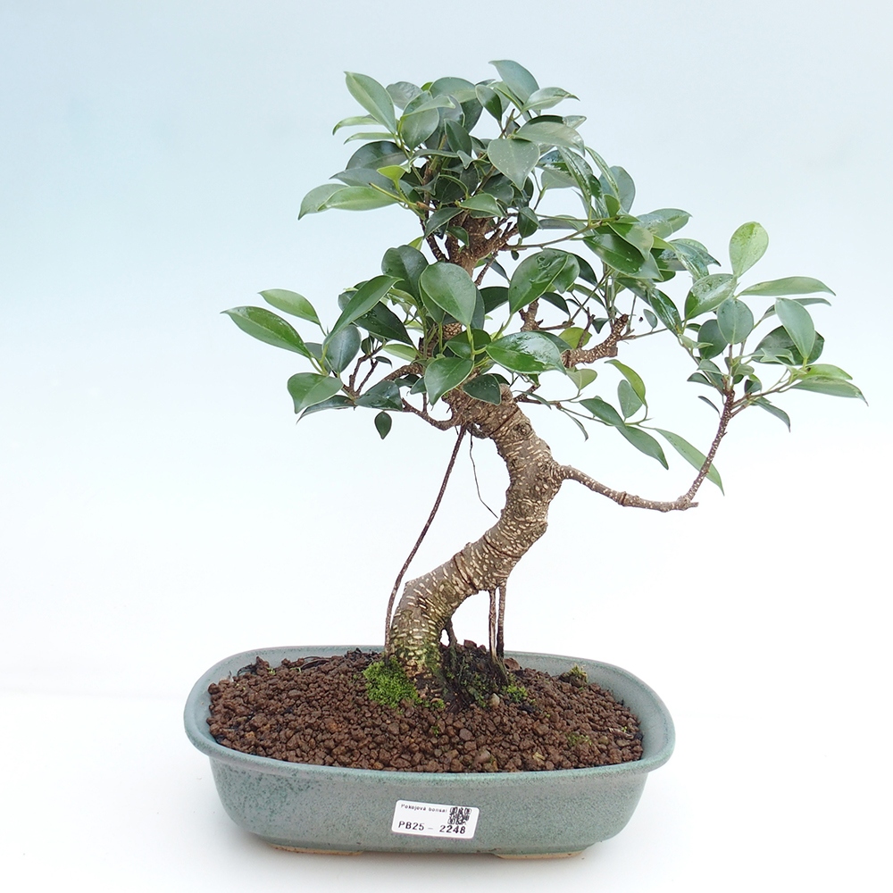 Indoor bonsai - Ficus kimmen - small-leaved ficus