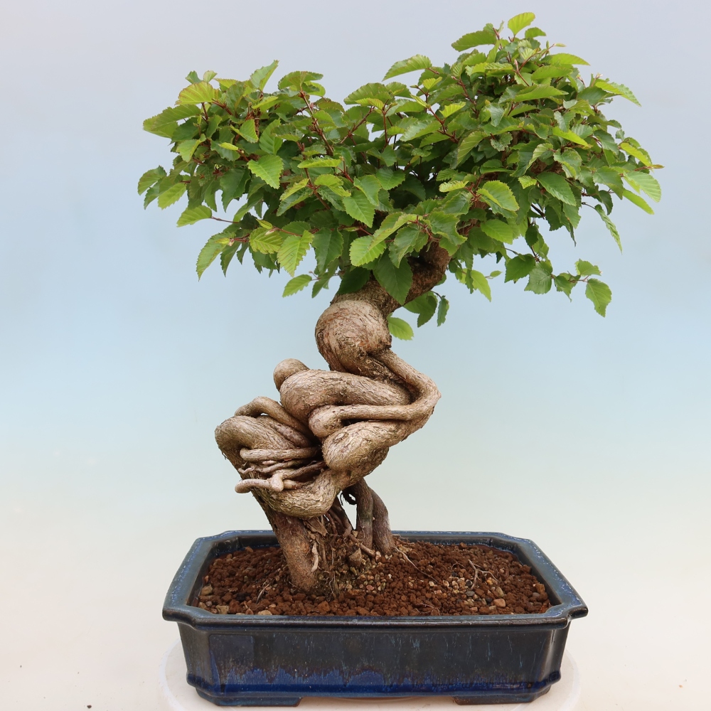 Outdoor bonsai -Carpinus coreana - Korean Hornbeam
