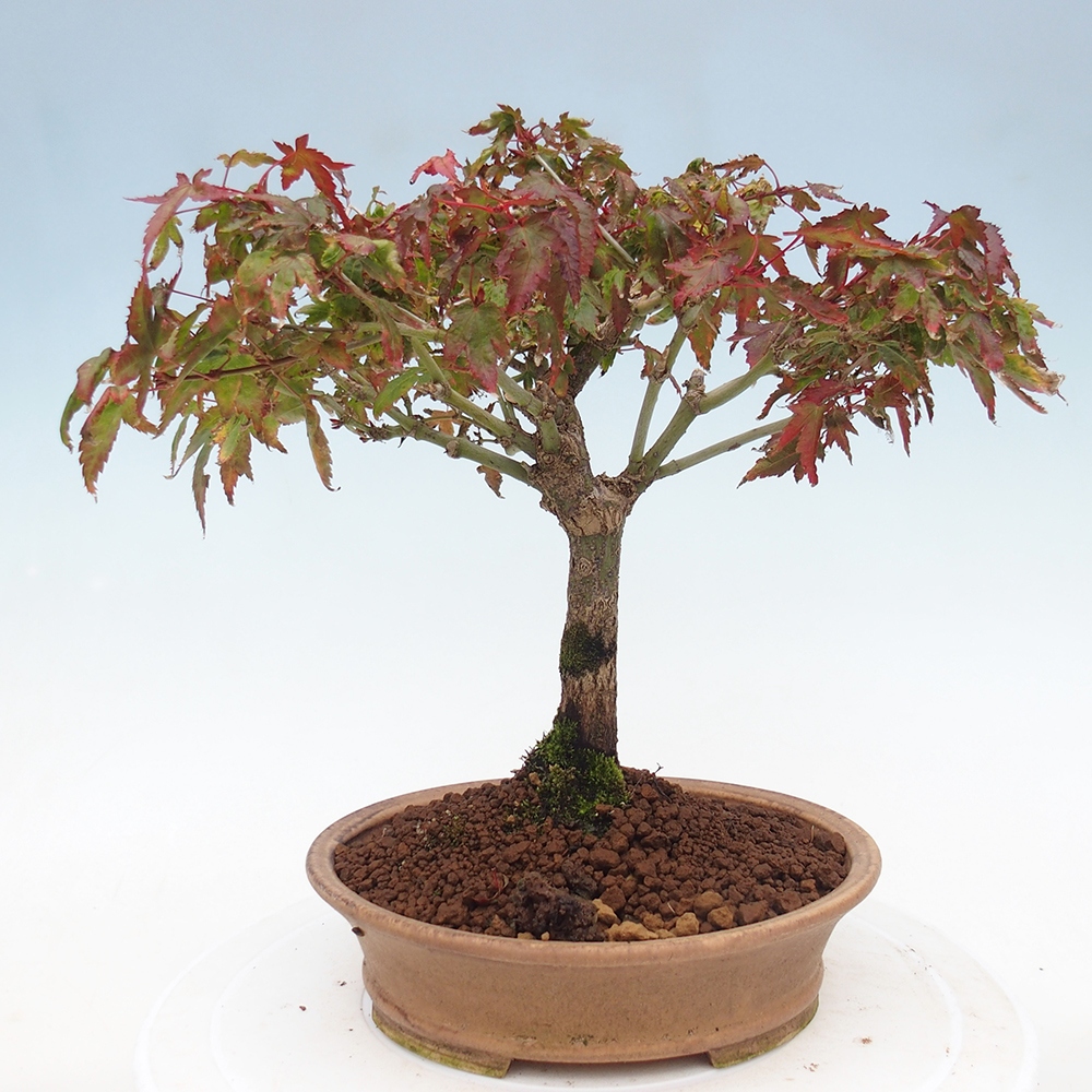 Acer palmatum KIOHIME - Palmetto maple