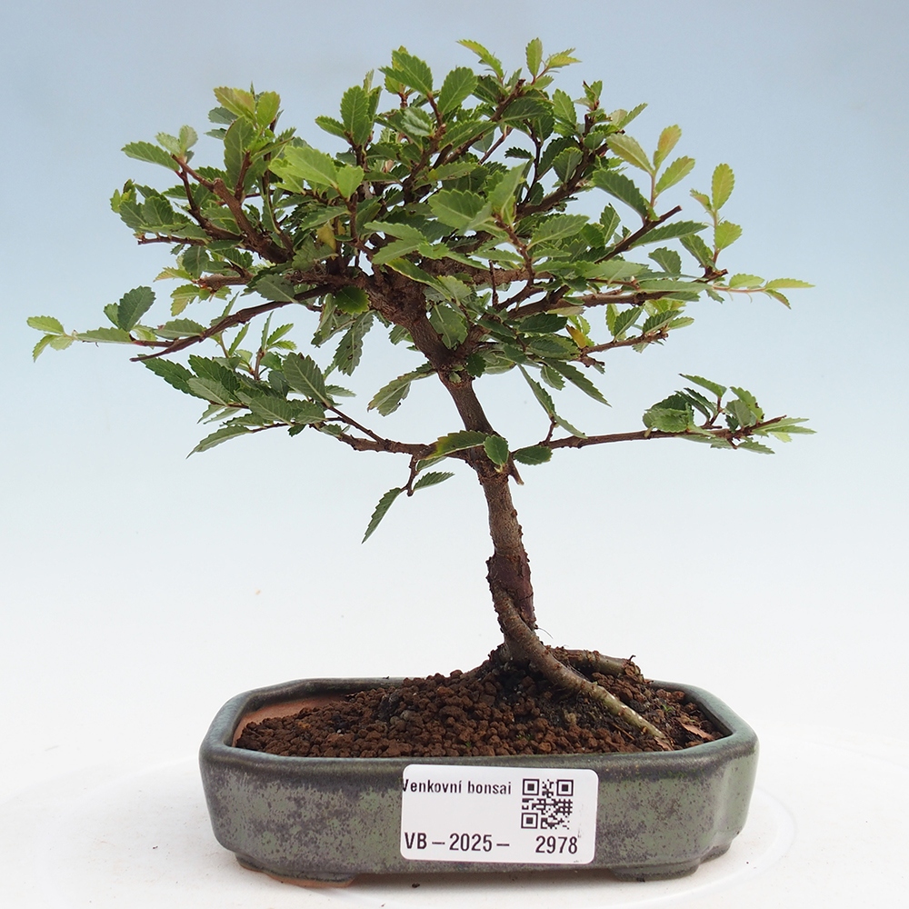 Outdoor bonsai - Ulmus parvifolia Sagei - Small-leaved elm