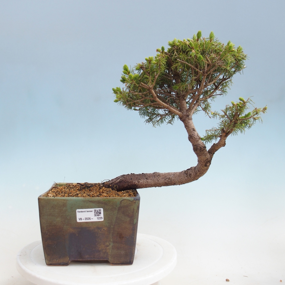 Outdoor bonsai - Spruce - Picea glauca globe