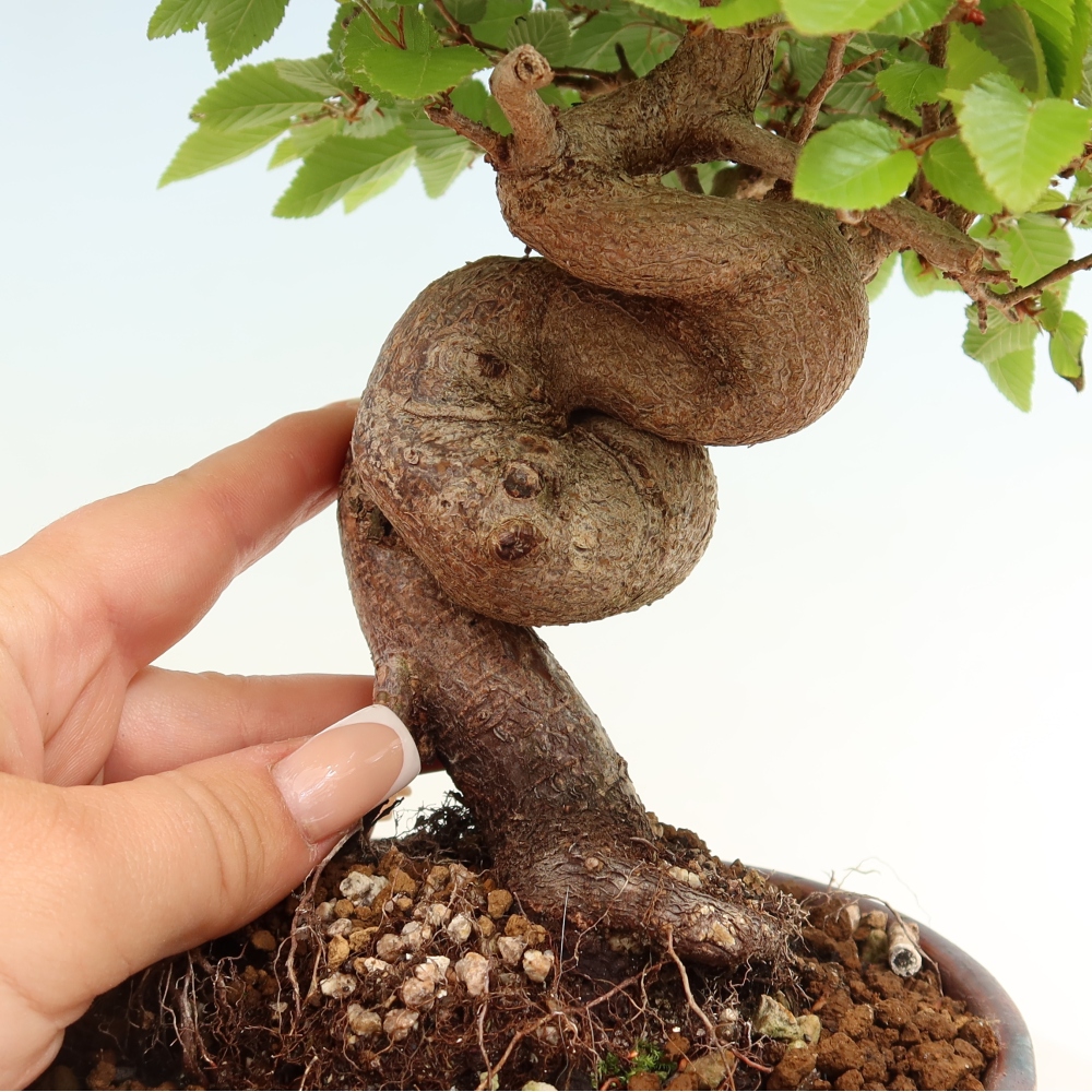 Outdoor bonsai -Carpinus coreana - Korean Hornbeam