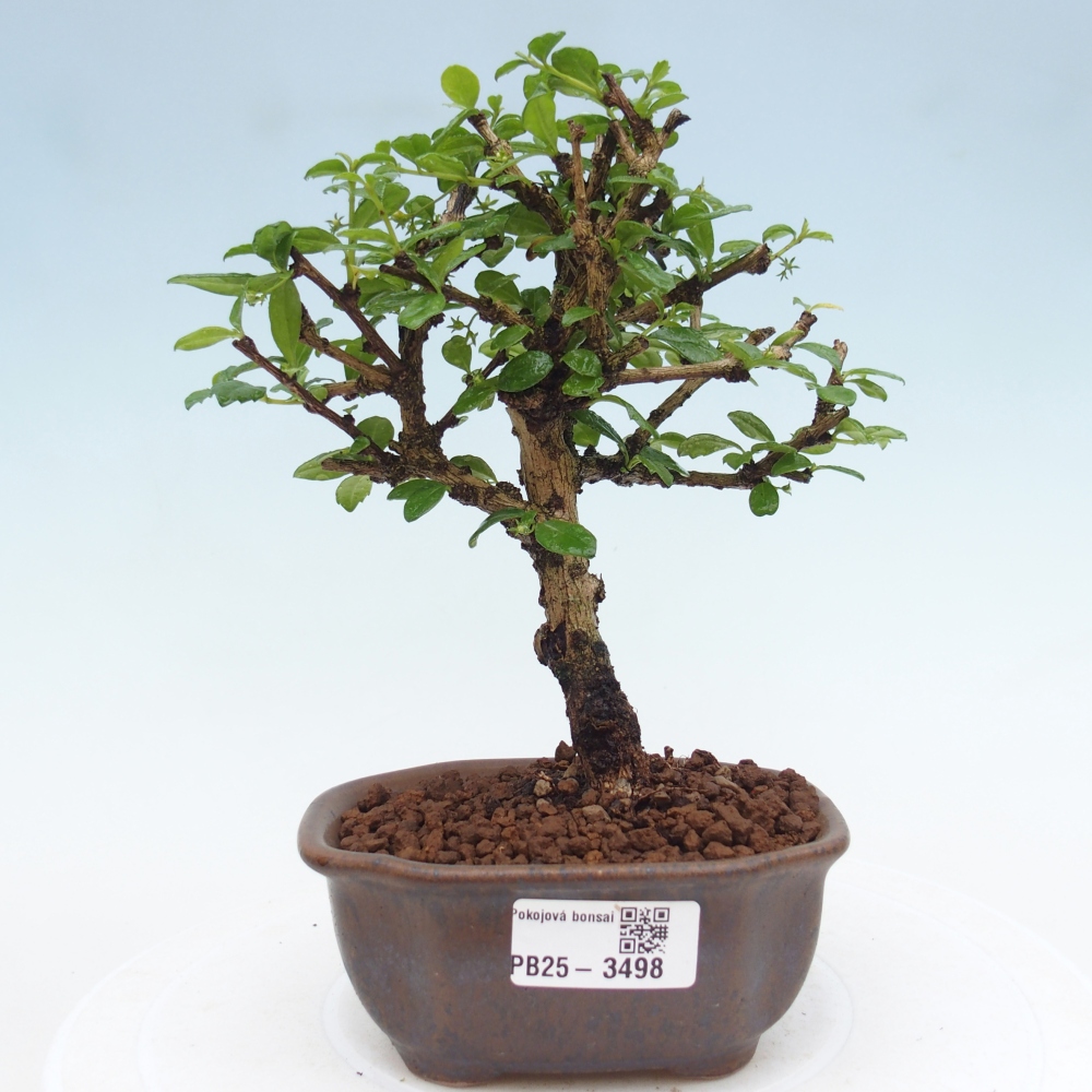 Room bonsai - Carmona macrophylla - Tea fuki
