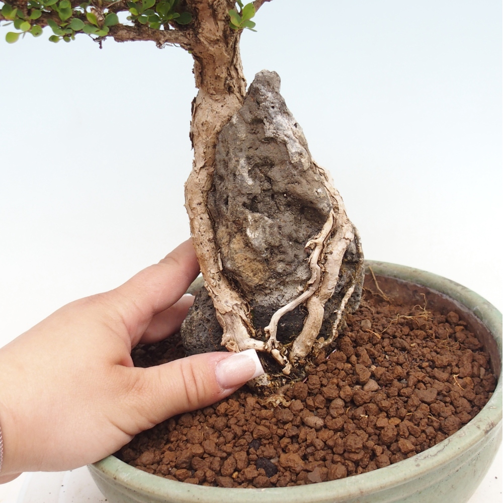 Outdoor bonsai - Berberis coreana