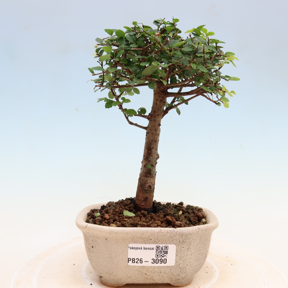 Room bonsai - Ulmus parvifolia - Small-leaved elm