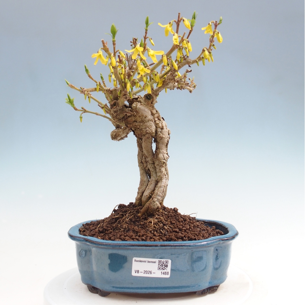 Outdoor bonsai - Zlatice - Forsythia koreana