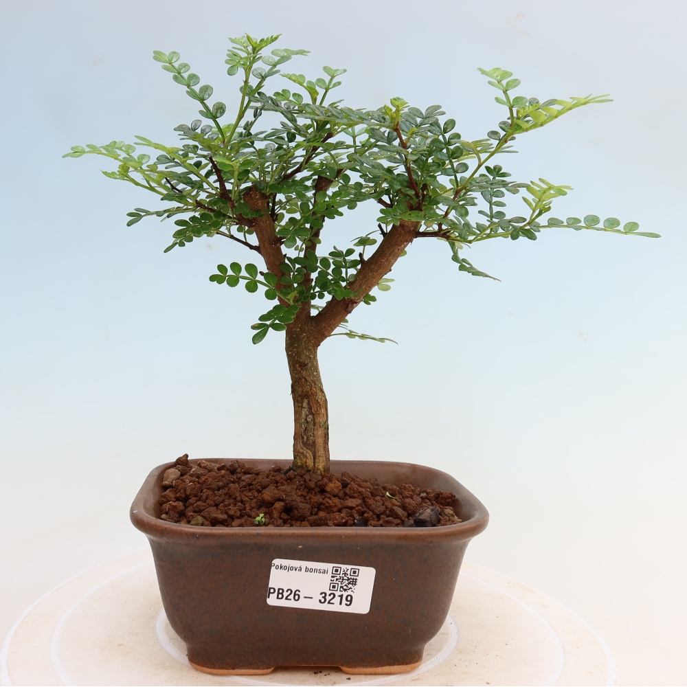 Room bonsai - Zantoxylum piperitum - pepper tree