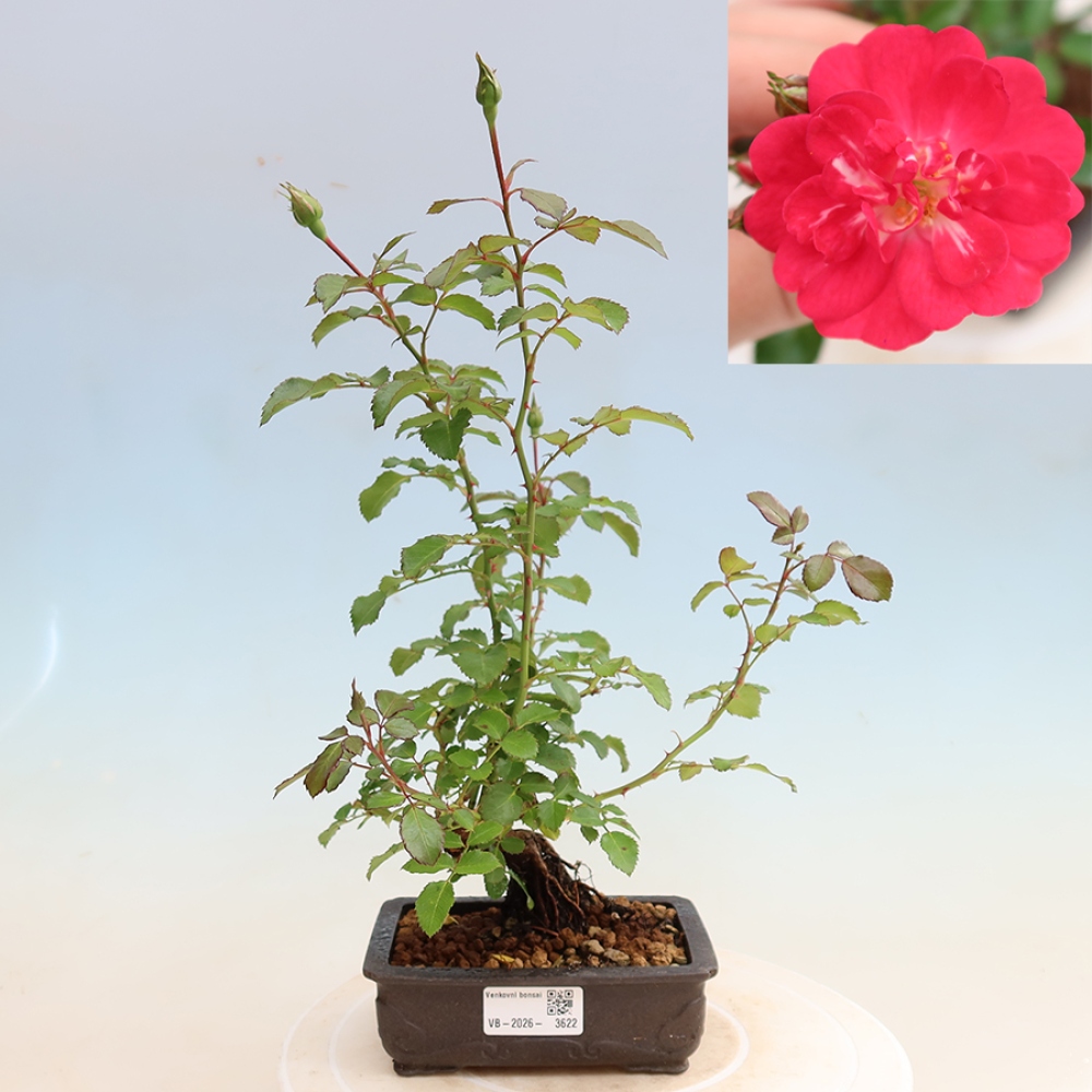 Outdoor Bonsai - Rosa Kordes - Rose