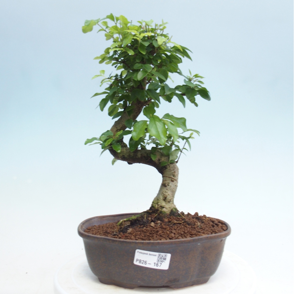Room bonsai -Ligustrum retusa - small-leaved bird's beak