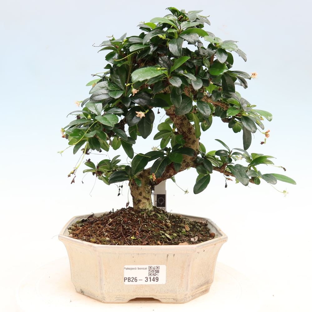 Room bonsai - Carmona macrophylla - Tea fuki