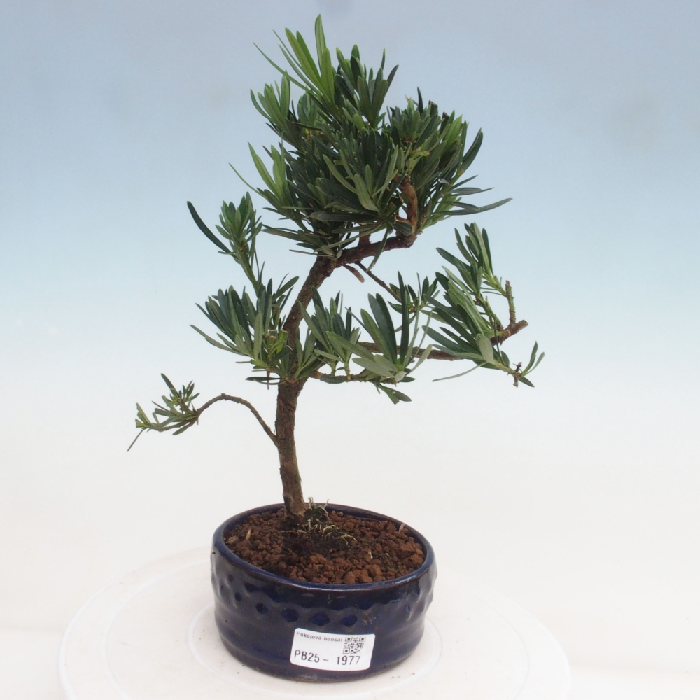 Indoor bonsai - Podocarpus - Stone thous
