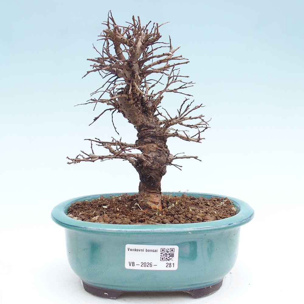 Outdoor bonsai - Zelkova - Zelkova NIRE