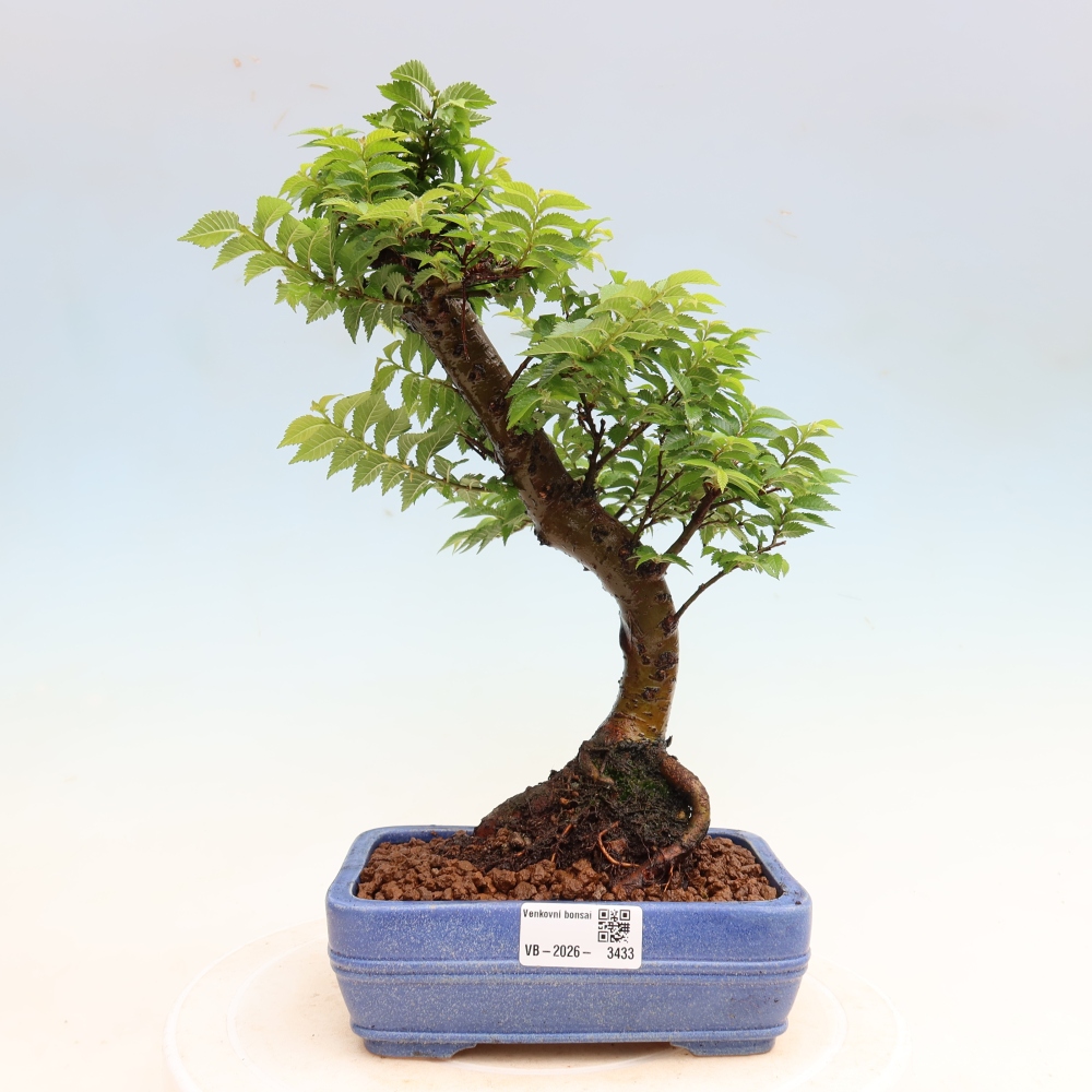Outdoor Bonsai - Ulmus Jacqueline Hillier - European White Elm