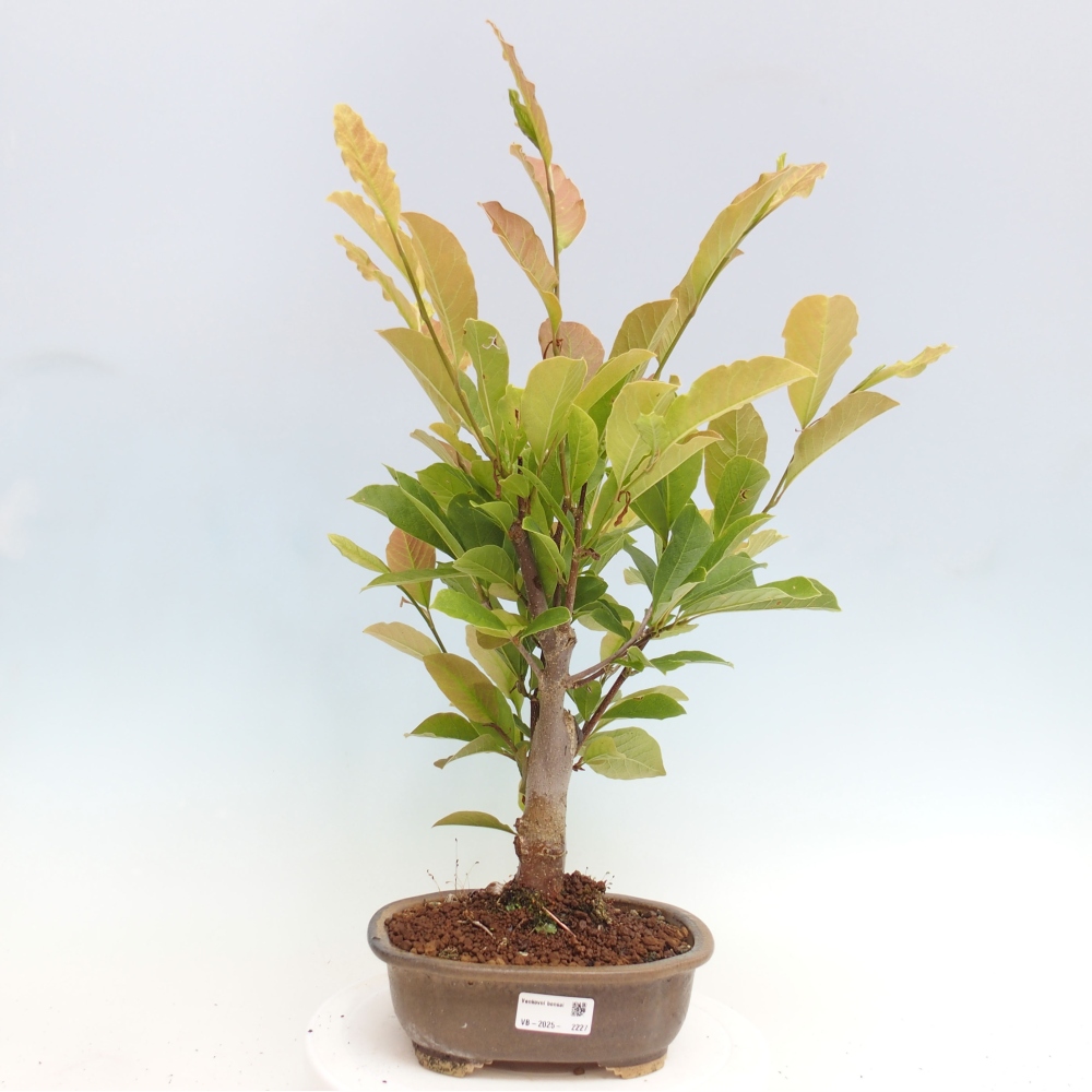 Outdoor bonsai - Magnolia loebneri merrill - Magnolia