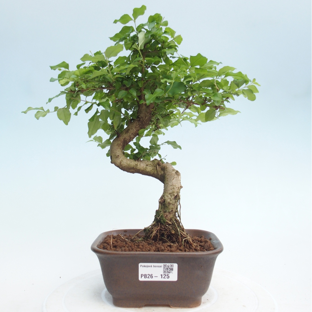 Room bonsai -Ligustrum chinensis - Birds Beak