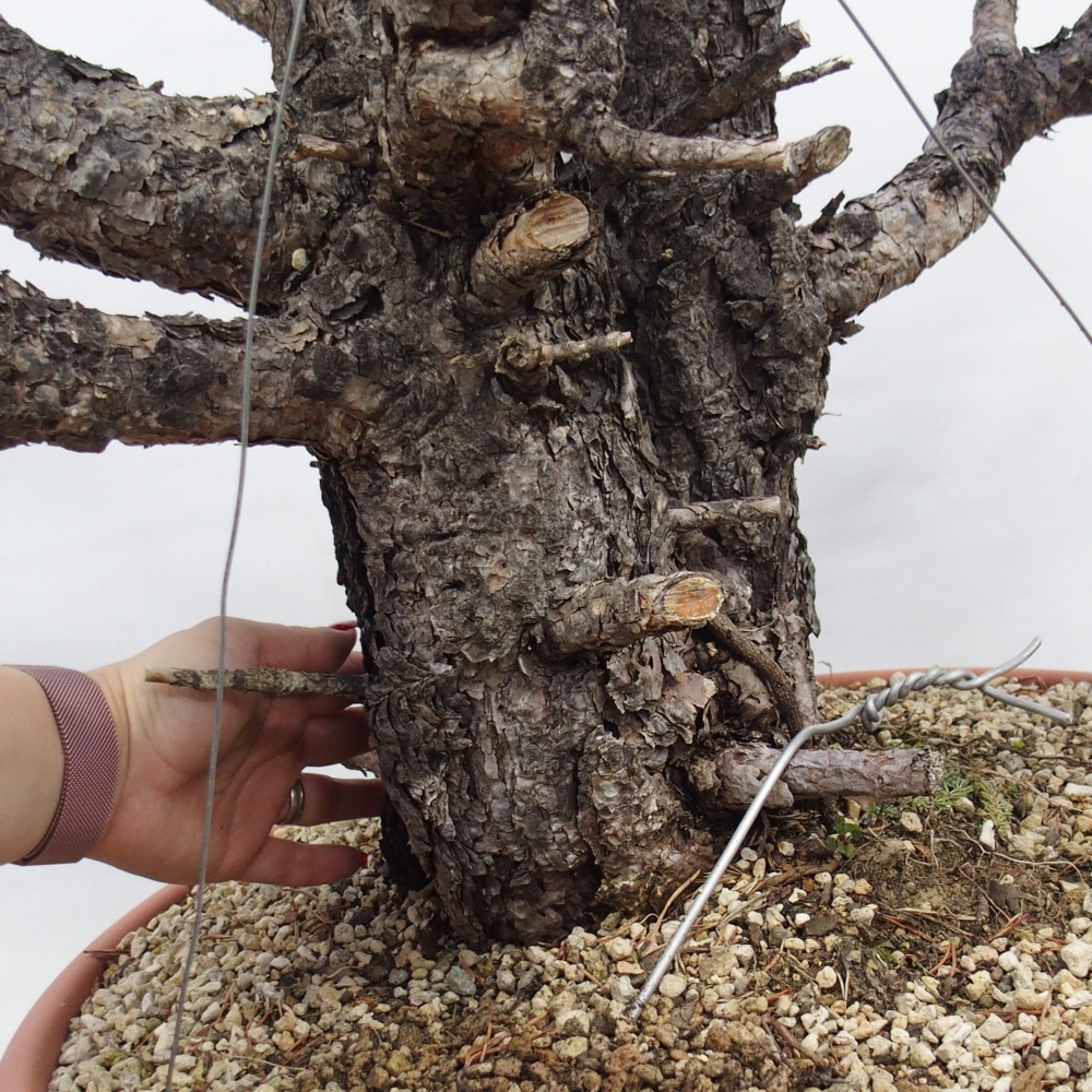 Yamadori - Pinus sylvestris Spain