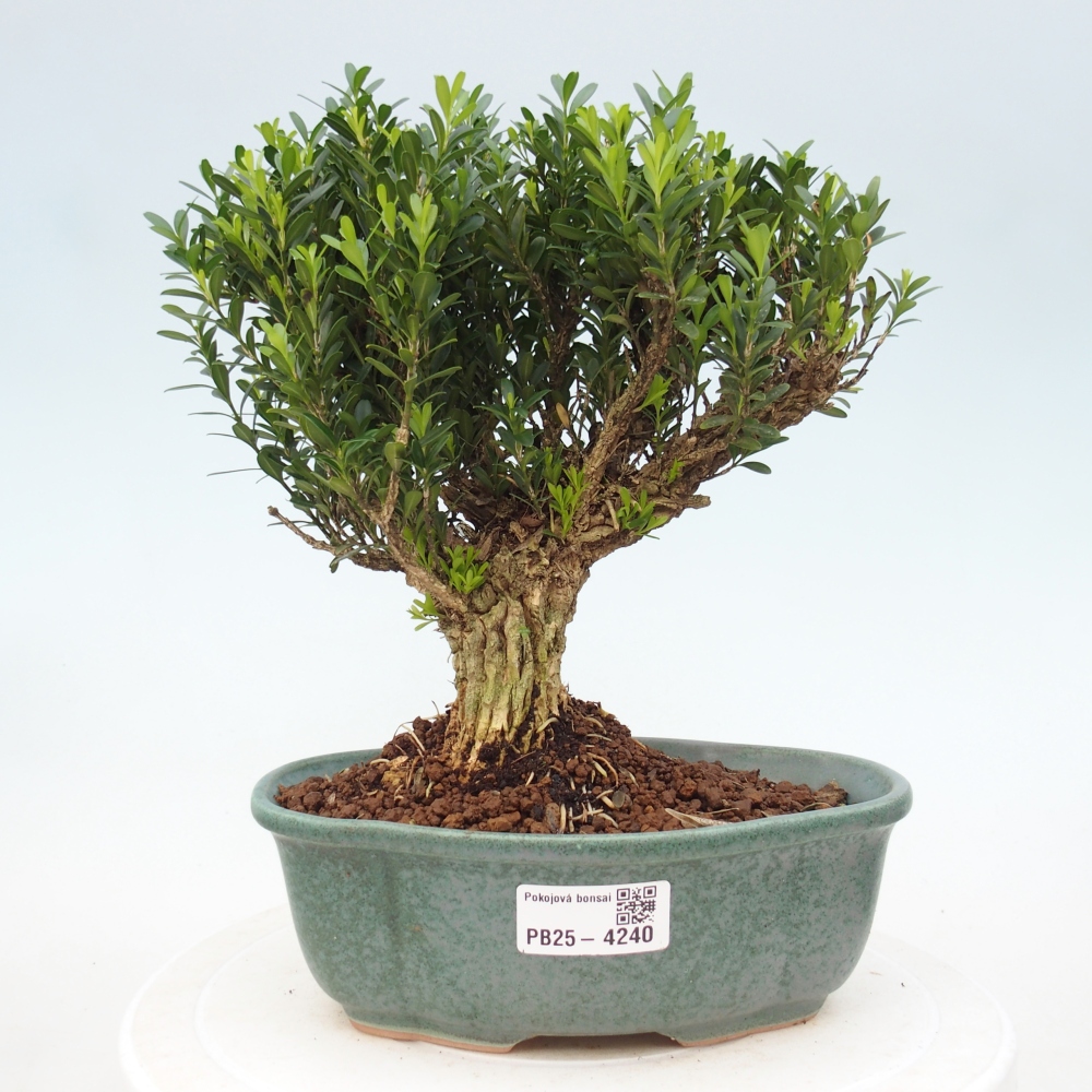 Room bonsai - Buxus harlandii - cork buxus