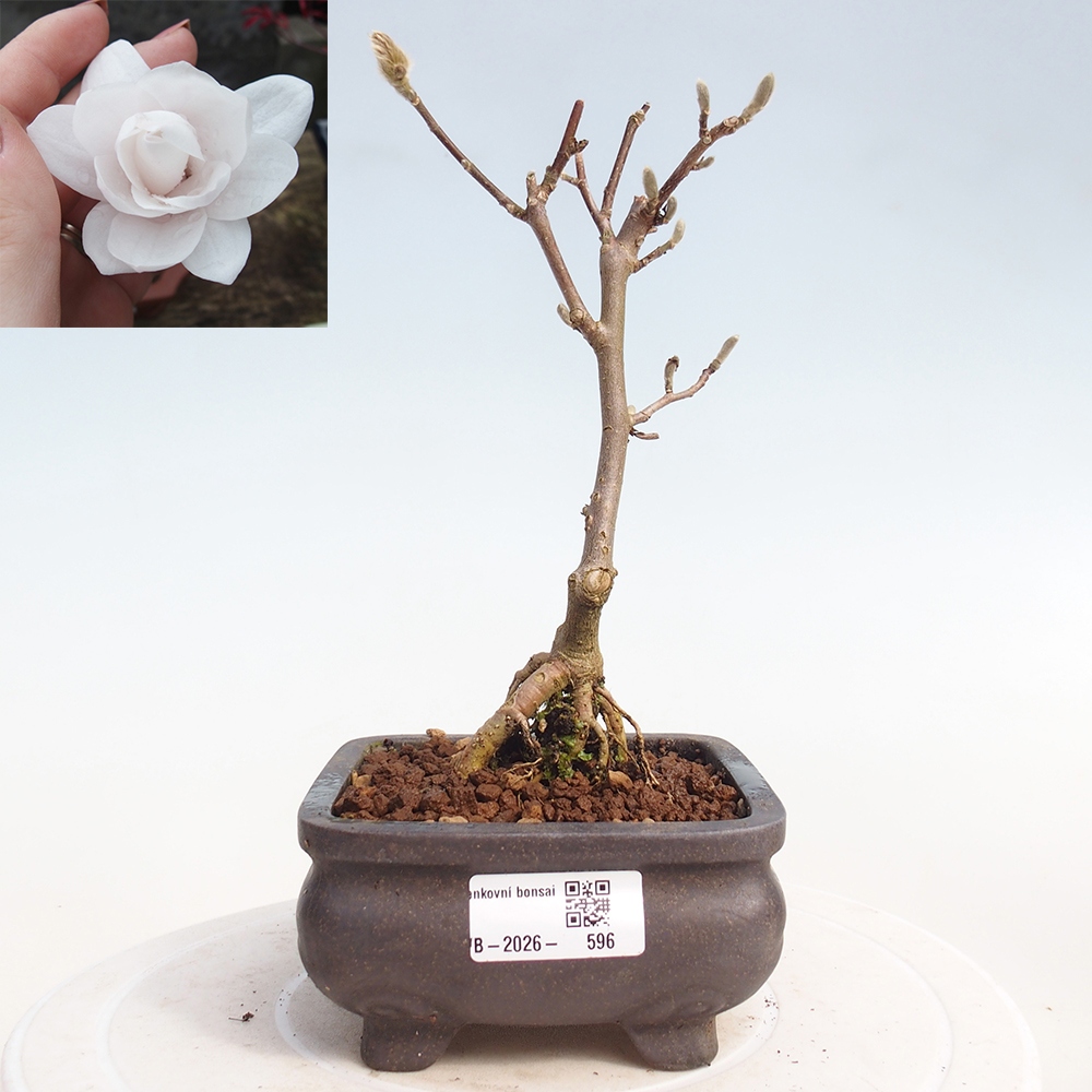 Outdoor bonsai - Magnolia stellata