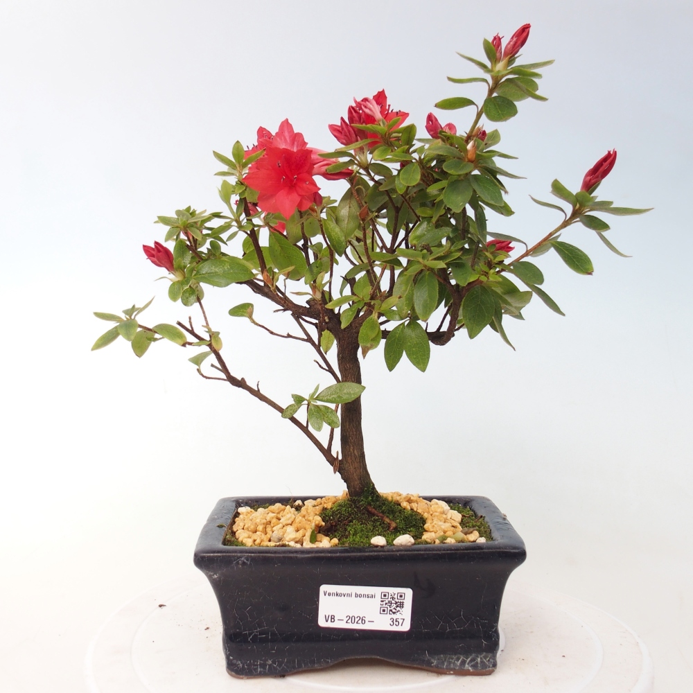 Outdoor bonsai - Japanese azalea - Azalea sp.