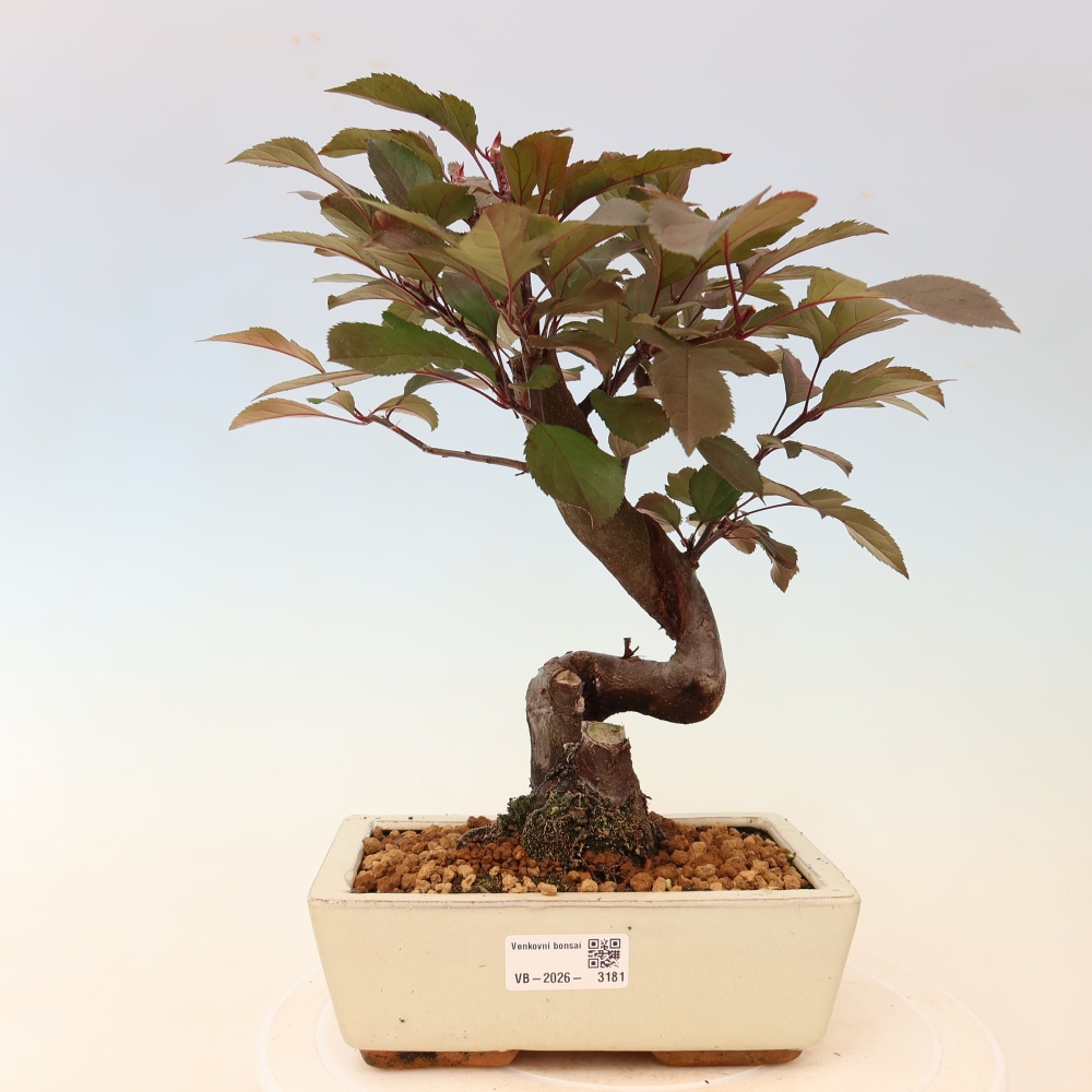 Outdoor bonsai -Malus domestica - Small-fruited red-leaved apple tree