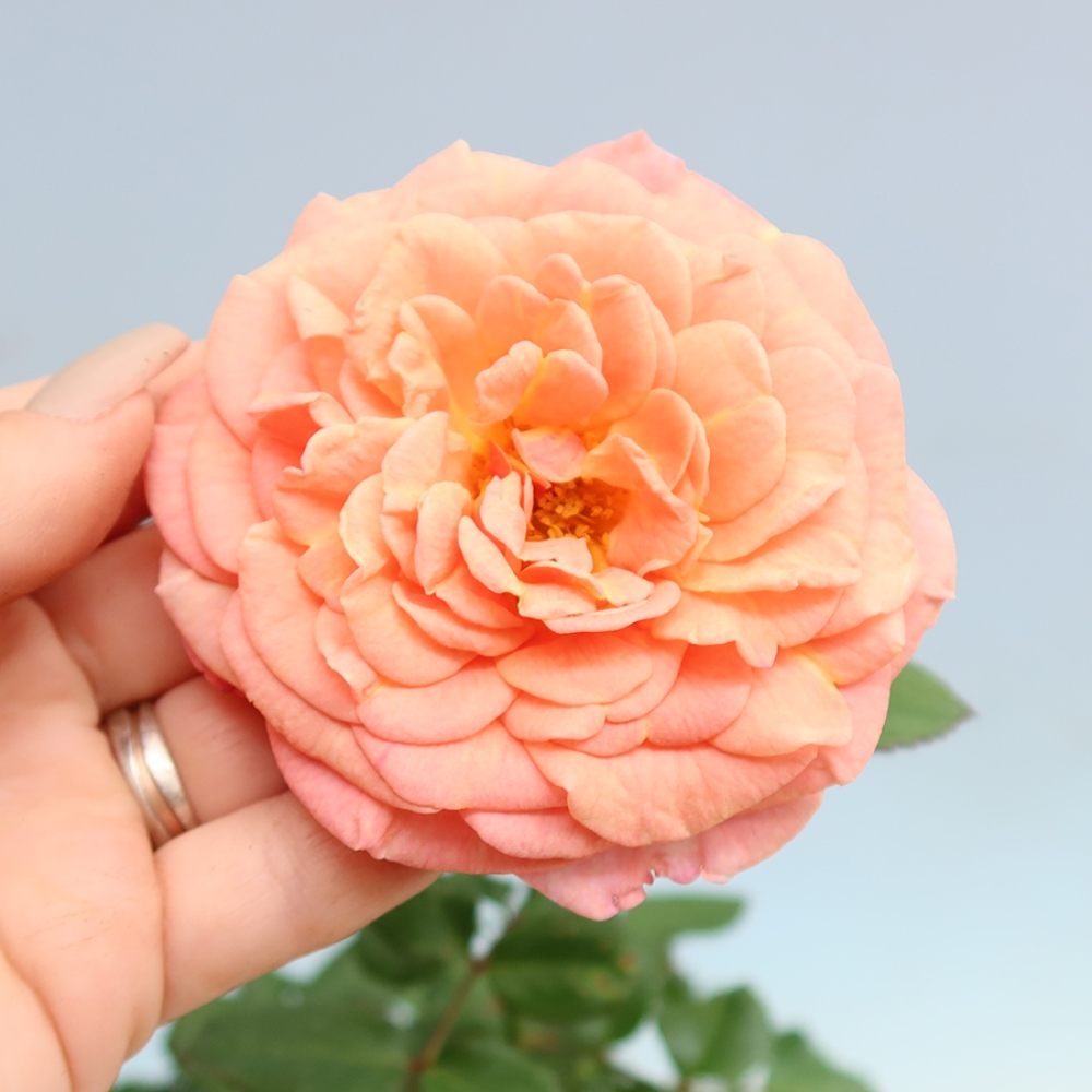 Outdoor Bonsai - Rosa Kordes - Rose