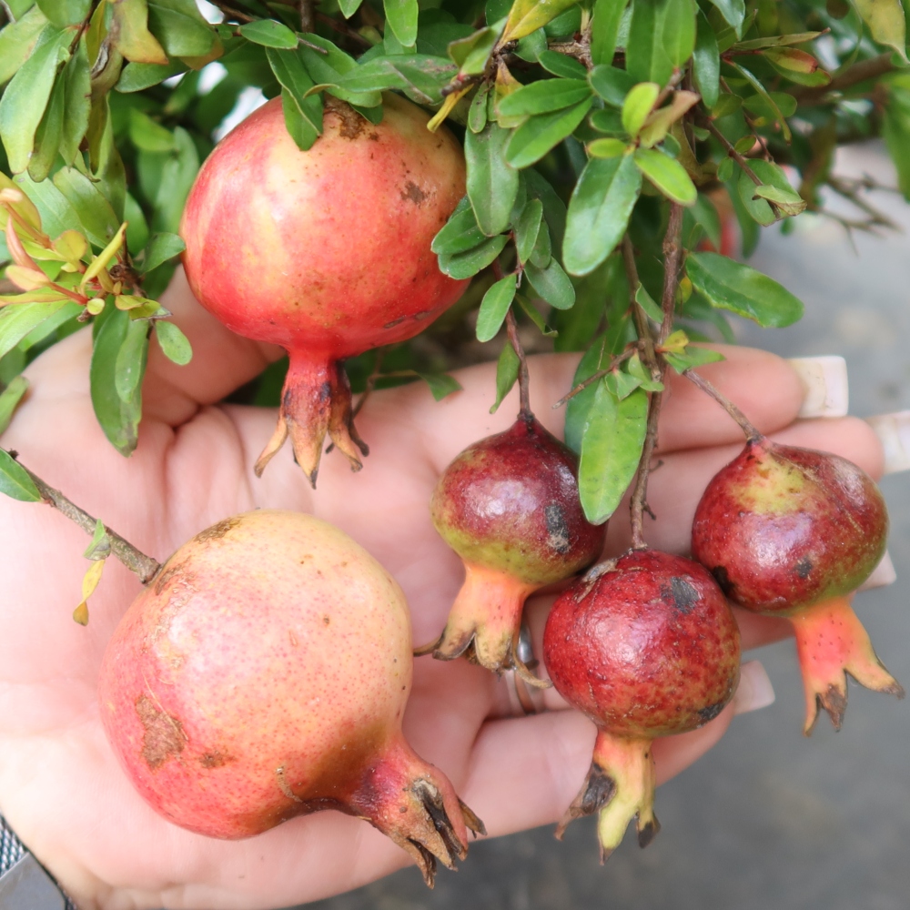 Room bonsai-PUNICA granatum nana-Granate apple