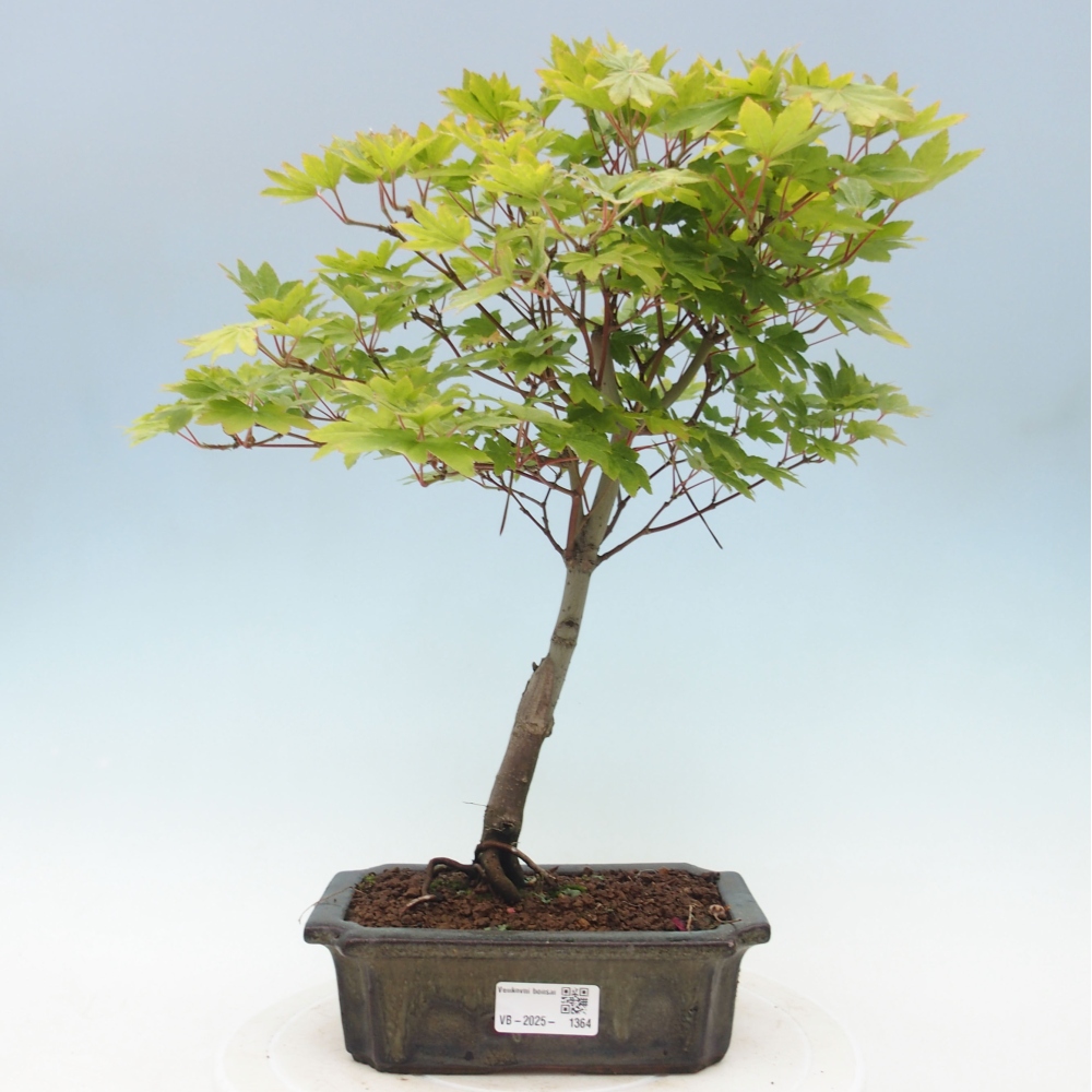 Outdoor bonsai - Maple palmatum katsura GISAN - Maple palmate