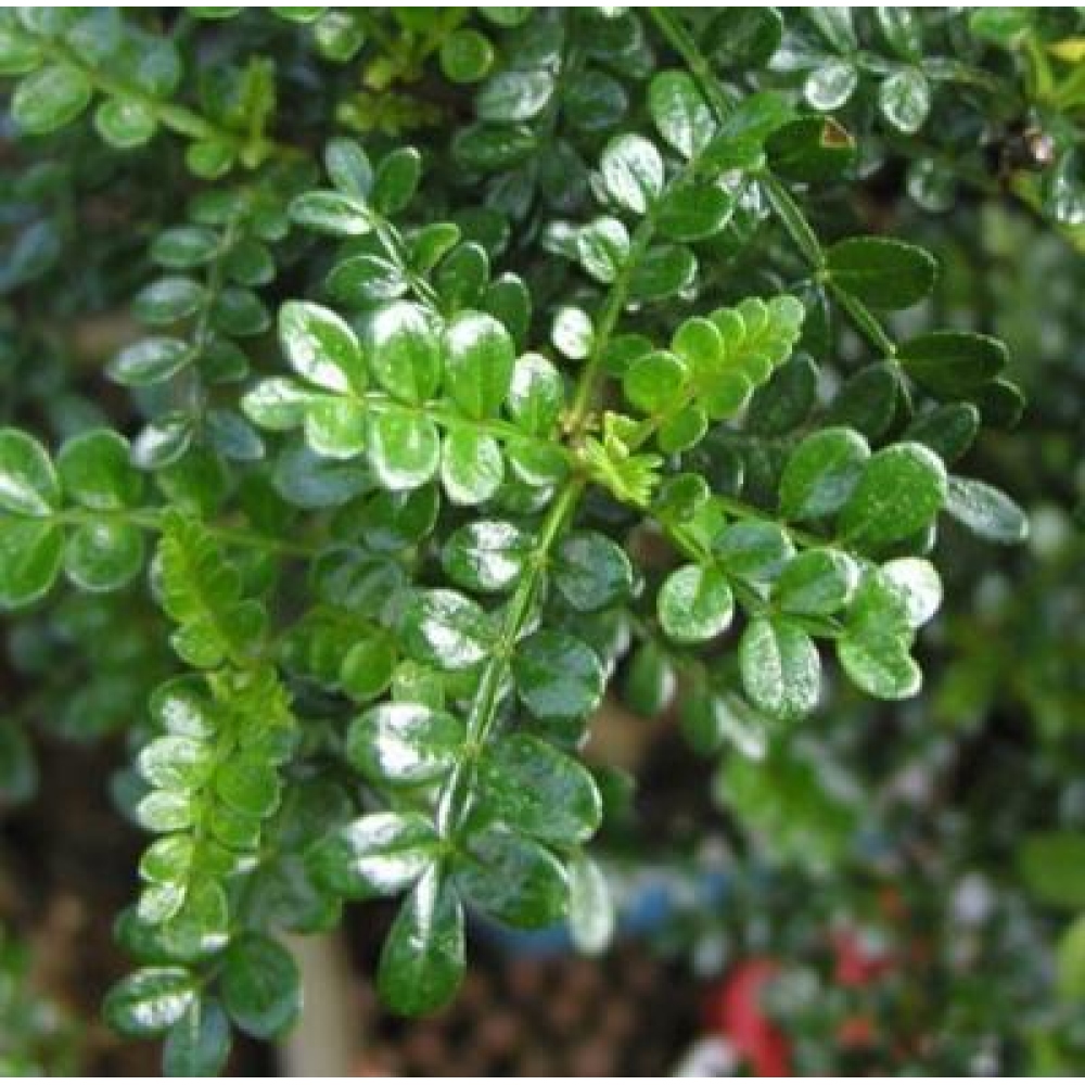 Indoor bonsai - Zantoxylum piperitum - Peppermint