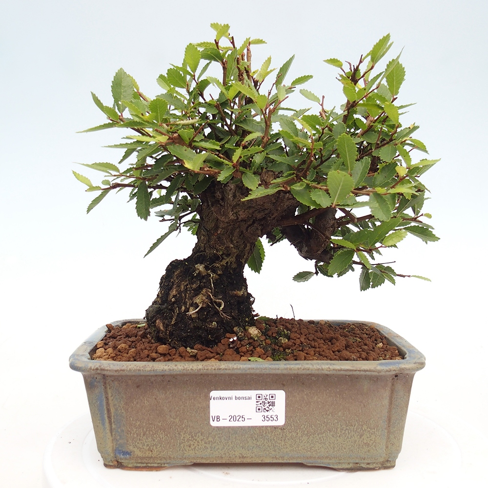 Outdoor bonsai - Zelkova - Zelkova NIRE