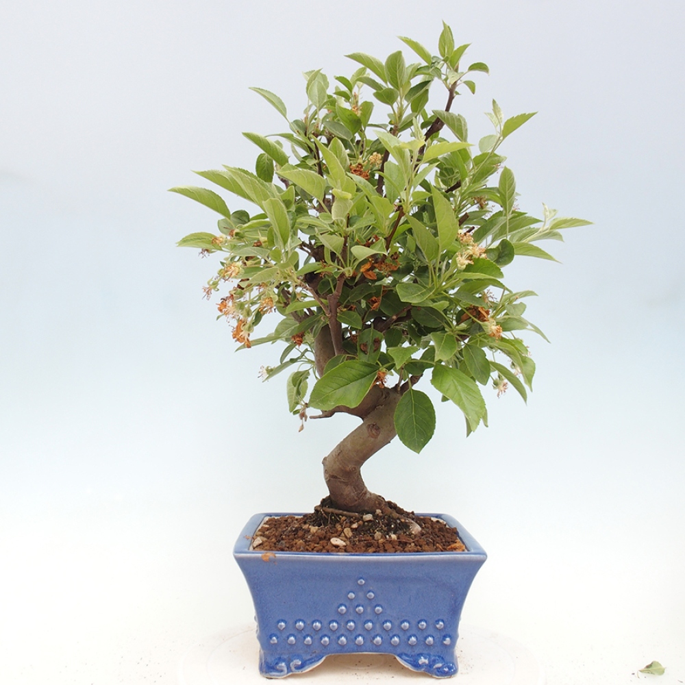 Outdoor bonsai - Malus halliana - Small-fruited apple tree