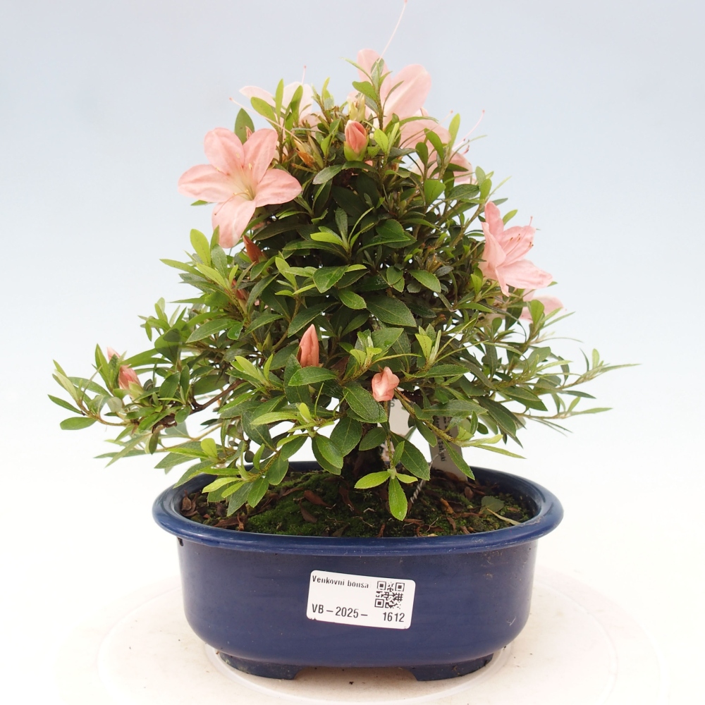 Outdoor bonsai - Japanese azalea - Azalea Nikko