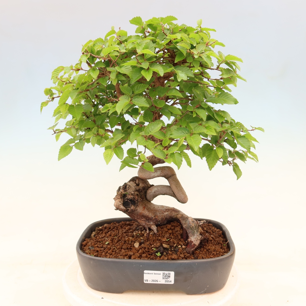 Outdoor bonsai -Carpinus coreana - Korean Hornbeam