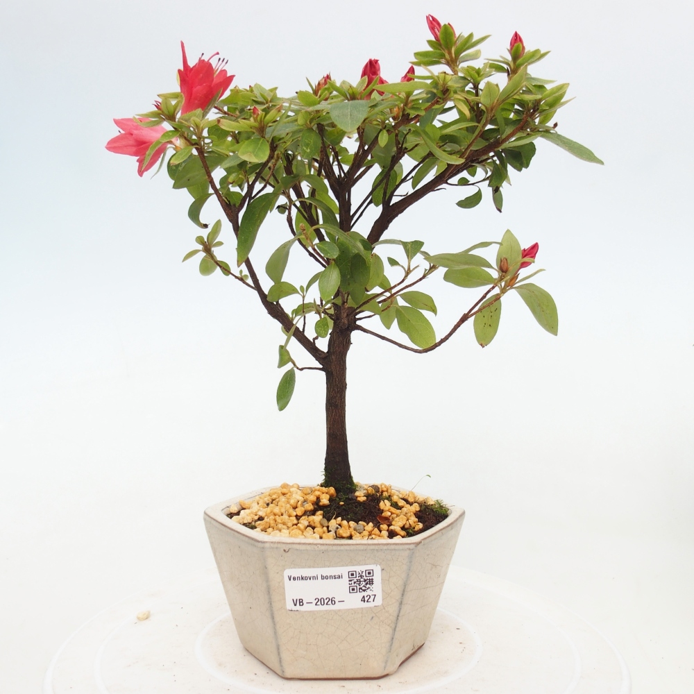Outdoor bonsai - Japanese azalea - Azalea sp.
