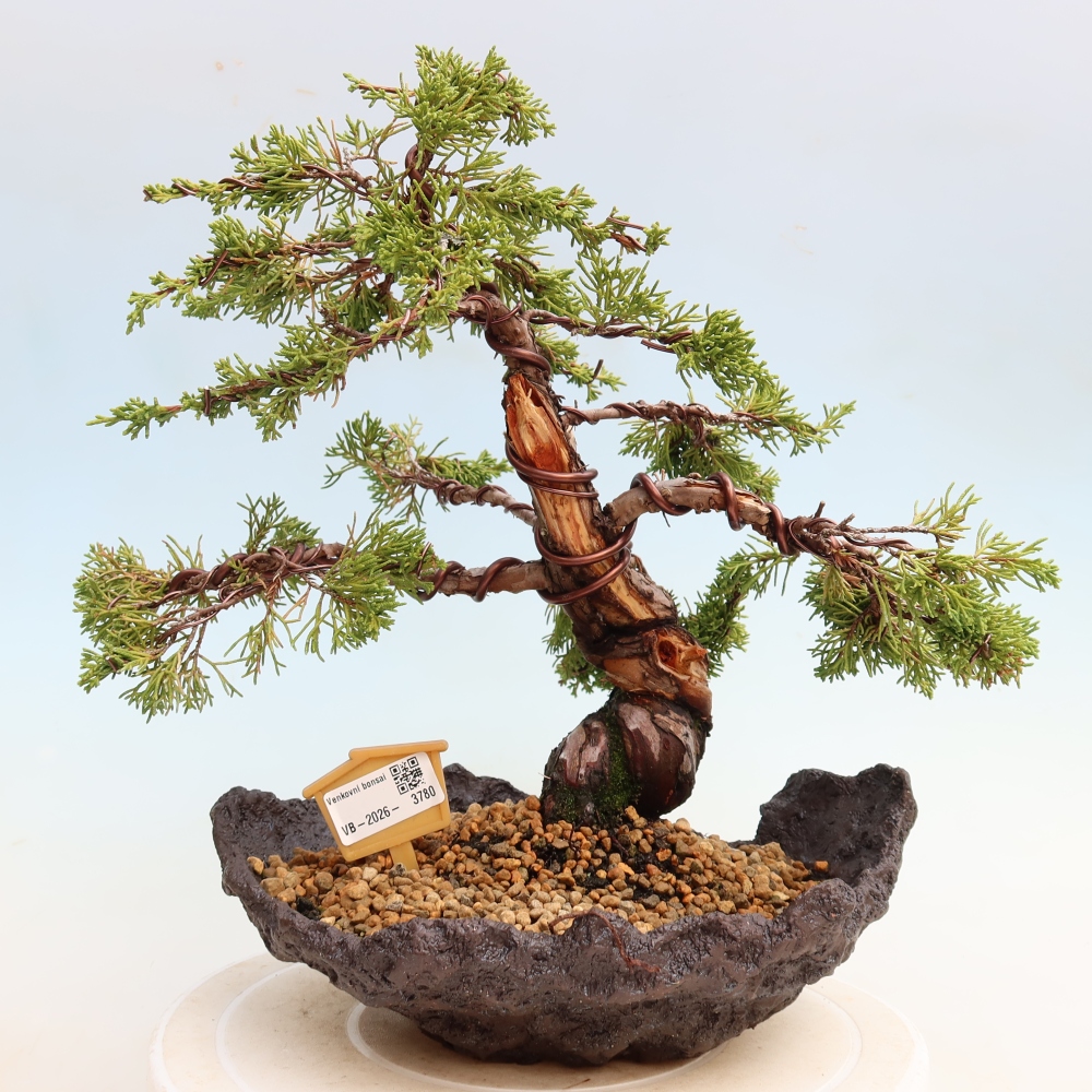 Outdoor Bonsai - Juniperus chinensis Itoigawa - Chinese Juniper