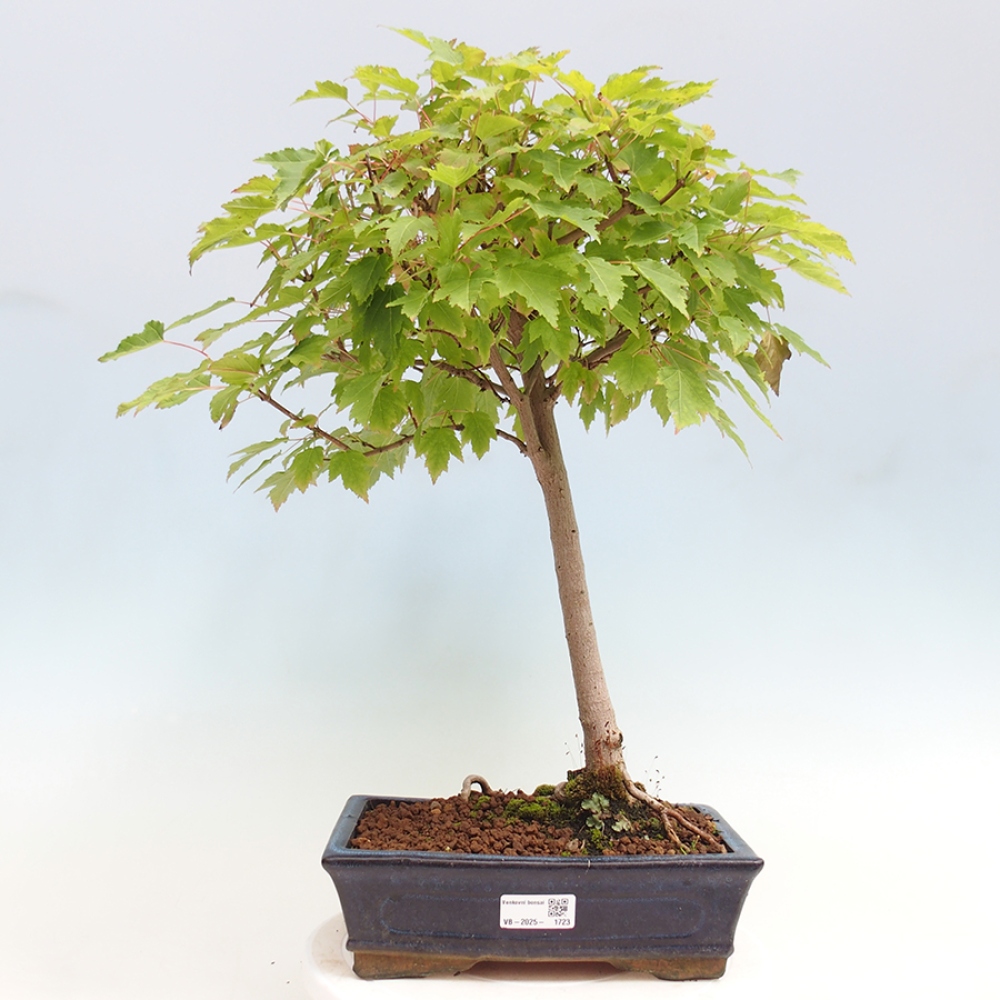 Outdoor bonsai - Acer ginala - Fiery maple