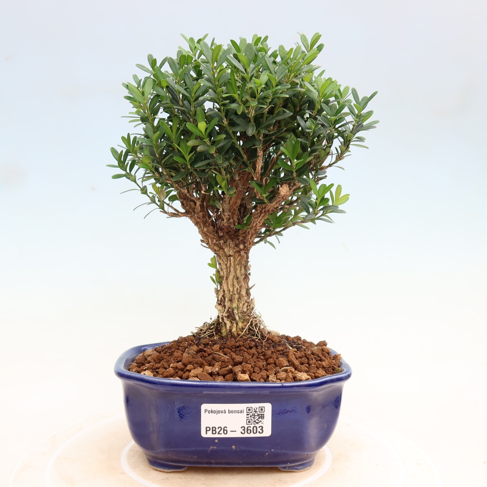 Room bonsai - Buxus harlandii - cork buxus