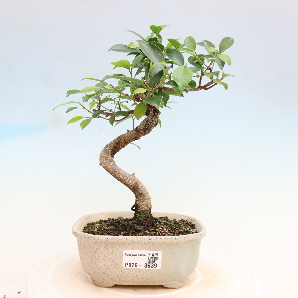 Room bonsai - Ficus kimmen - small-leaved ficus
