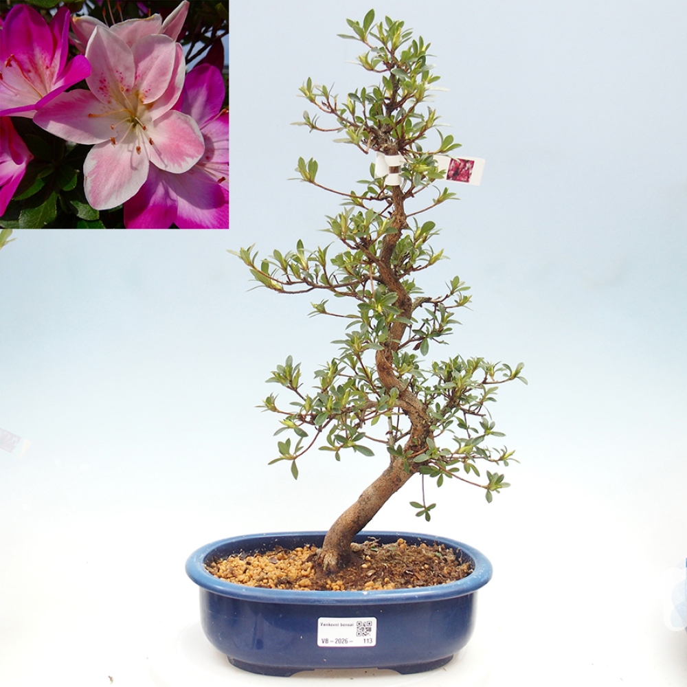 Outdoor bonsai - Japanese azalea - Azalea MURASAKI