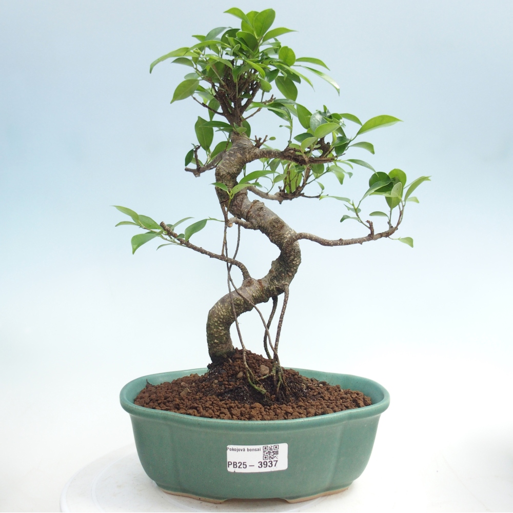 Room bonsai - Ficus retusa - small-leaved ficus