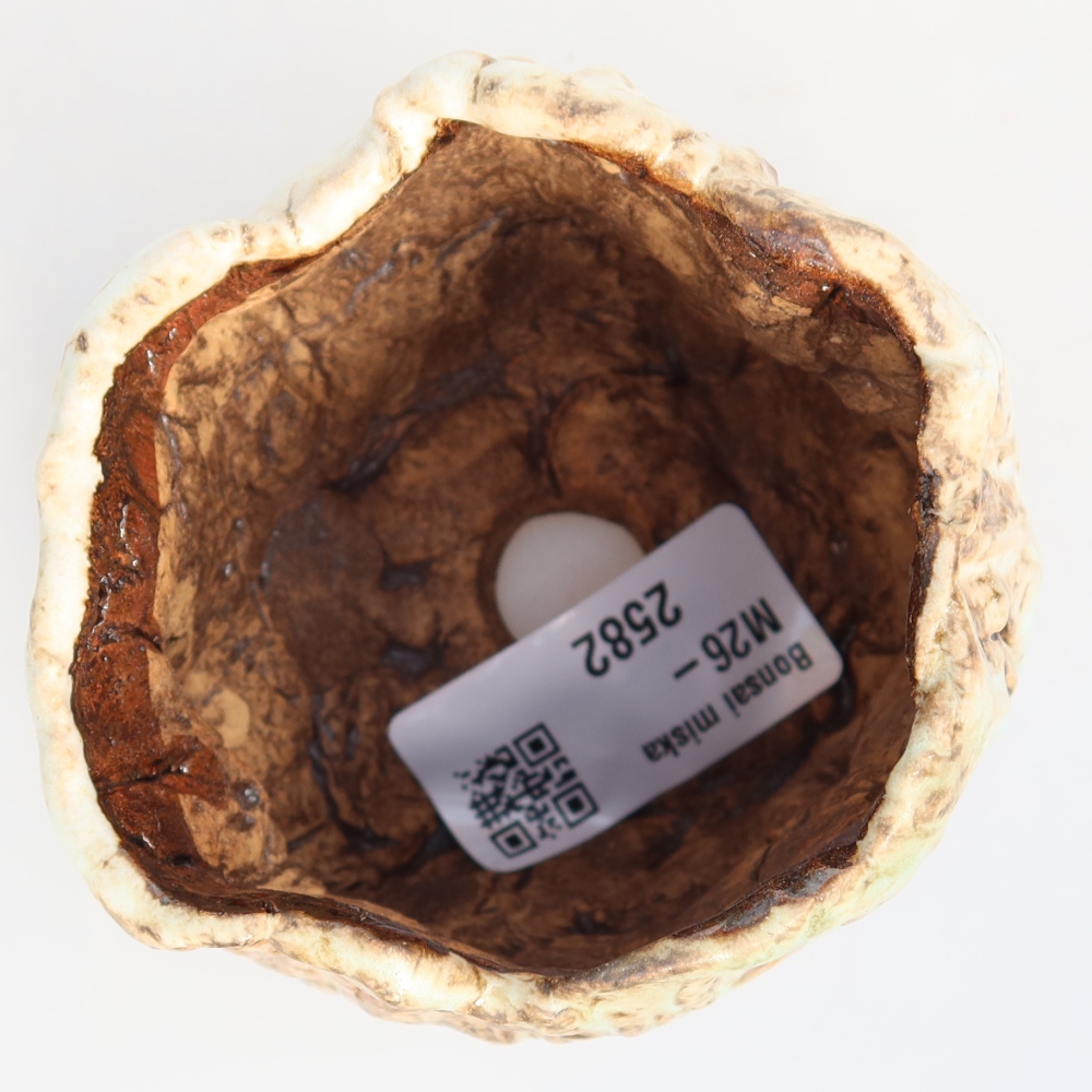 Ceramic Shell, 7 x 7 x 6.5 cm, white-brown