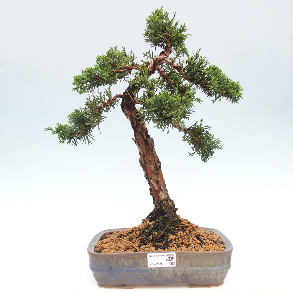 Outdoor bonsai - Juniperus chinensis Kishu