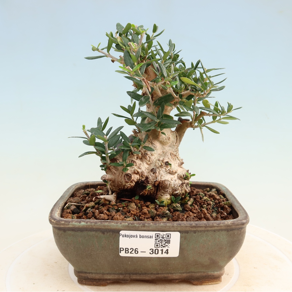 Indoor bonsai - Olea europaea sylvestris