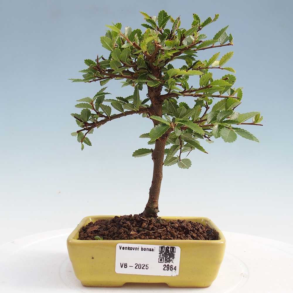 Outdoor bonsai - Ulmus parvifolia Sagei - Small-leaved elm