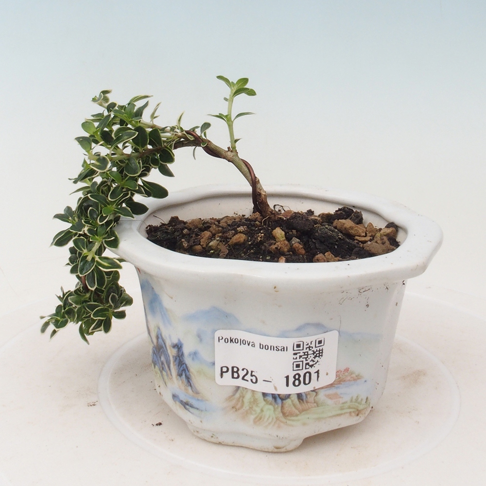Indoor bonsai - Serissa foetida Variegata - Tree of a thousand stars
