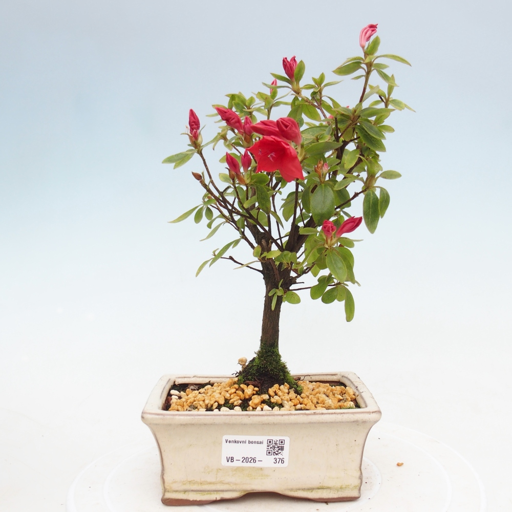 Outdoor bonsai - Japanese azalea - Azalea sp.