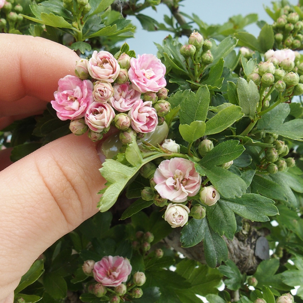 Outdoor bonsai - Hawthorn - Crataegus laevigata Paula