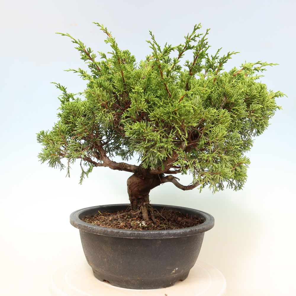 Outdoor Bonsai - Juniperus chinensis Itoigawa - Chinese Juniper
